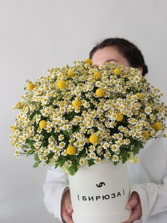 Цилиндр с летней ромашкой и краспедией размер М 1001